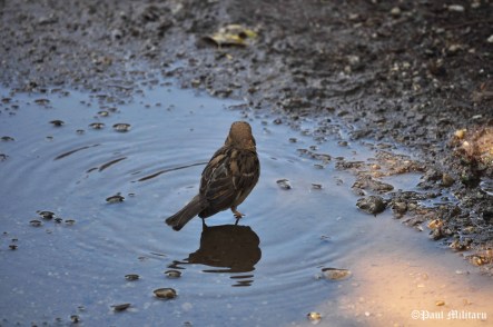 sparrow in water.JPG